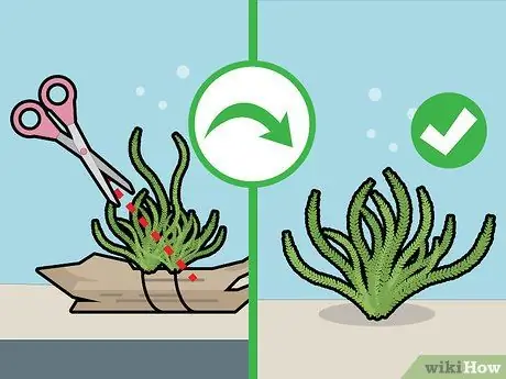 Выращивание яванского мха, шаг 13