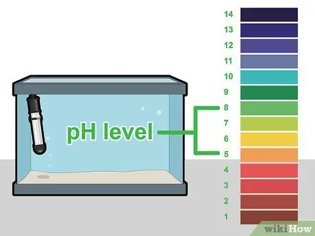 Выращивание яванского мха, шаг 3