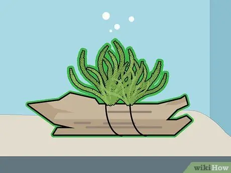 Выращивание яванского мха, шаг 7