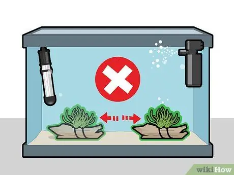 Выращивание яванского мха, шаг 9