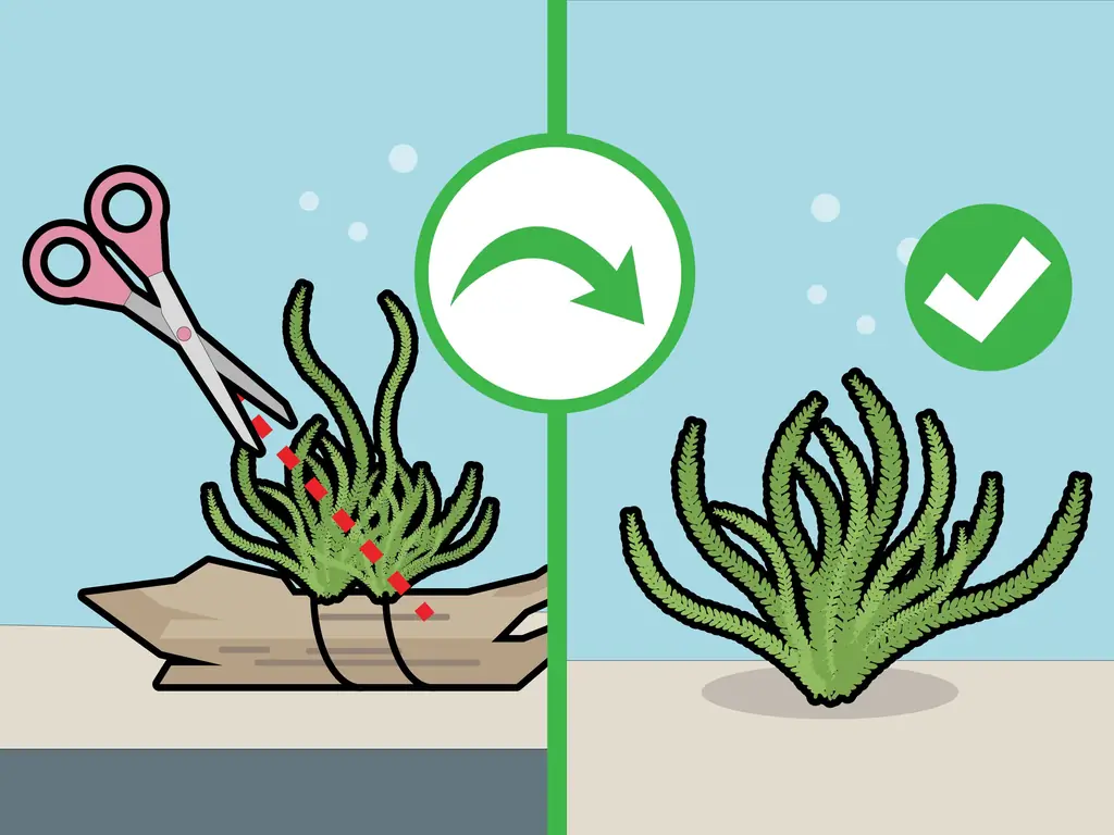 Как вырастить яванский мох: 13 шагов (с иллюстрациями)