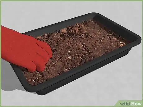 Посадить семя Шаг 4