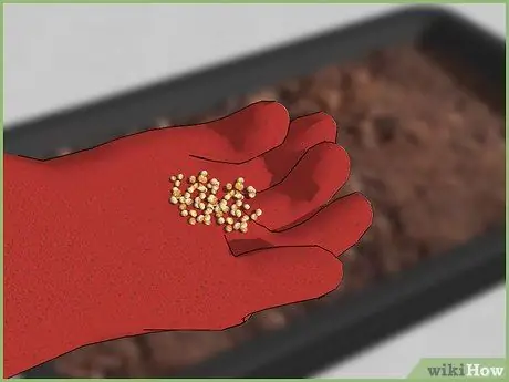 Посадить семя Шаг 5
