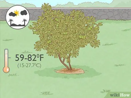 Посадить деревья гуавы Шаг 1