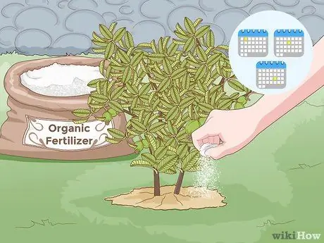 Посадить деревья гуавы Шаг 10