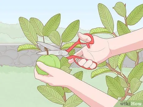 Посадить деревья гуавы Шаг 14