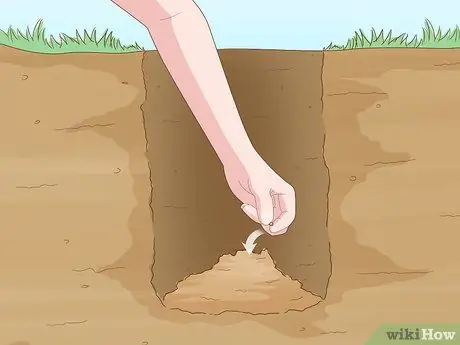 Посадить деревья гуавы Шаг 7