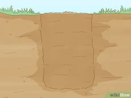 Посадить деревья гуавы Шаг 8