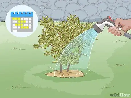 Посадить деревья гуавы Шаг 9