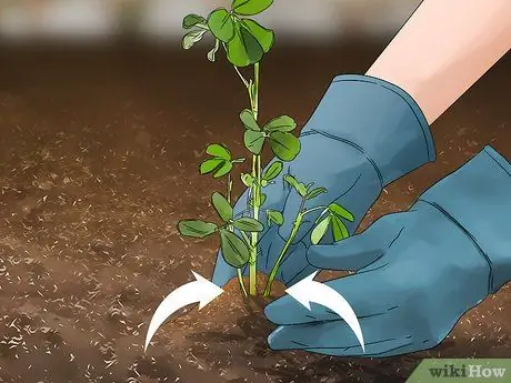 Выращивать орехи, шаг 5