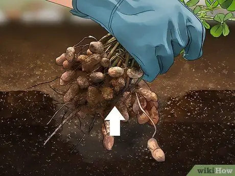 Выращивать орехи, шаг 6