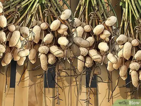 Выращивать орехи, шаг 7