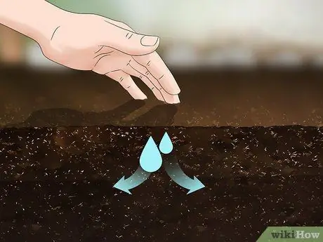 Выращивать орехи, шаг 8