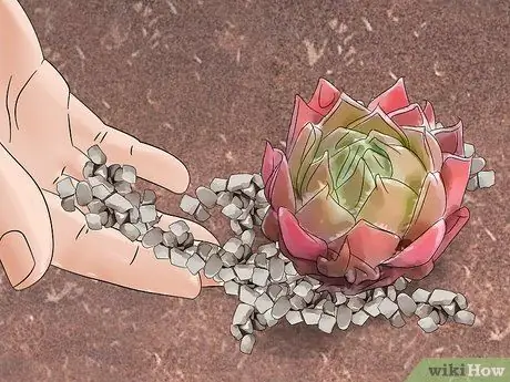 Сажайте кур и цыплят Шаг 10