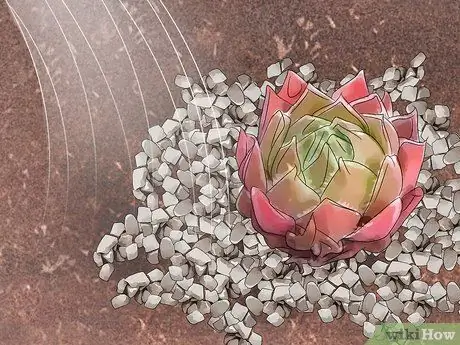 Сажайте кур и цыплят Шаг 11