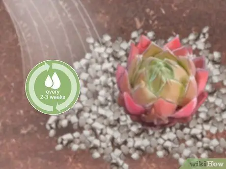 Сажайте кур и цыплят Шаг 12