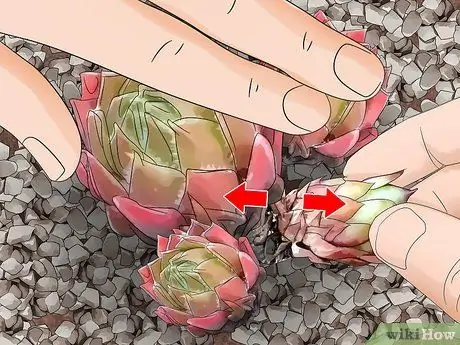 Сажайте кур и цыплят Шаг 13