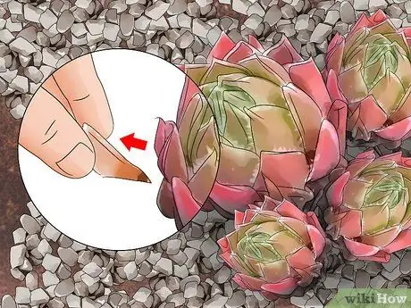 Сажайте кур и цыплят Шаг 14