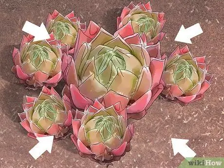 Сажайте кур и цыплят Шаг 6