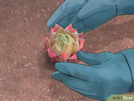 Сажайте кур и цыплят Шаг 9