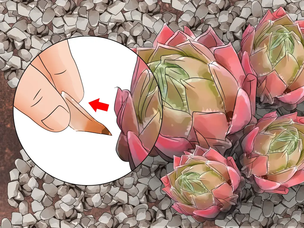 Как сажать кур и цыплят: 14 шагов (с иллюстрациями)