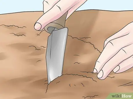 Расти нетерпеливый шаг 5