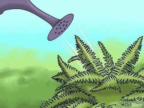 Разделить папоротники, шаг 1