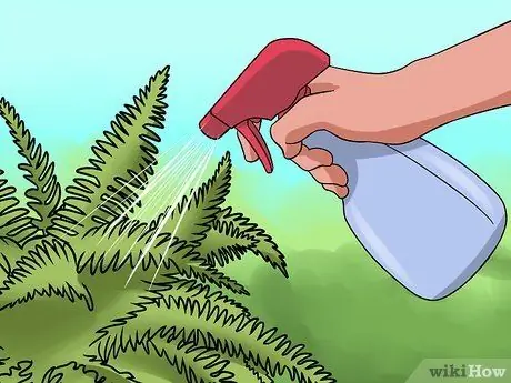 Разделить папоротники Шаг 10