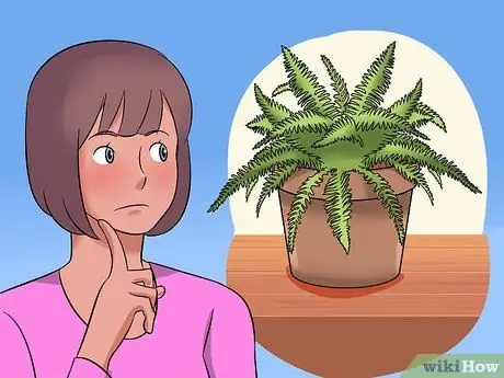 Разделить папоротники Шаг 13