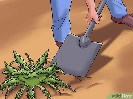 Разделить папоротники, шаг 2