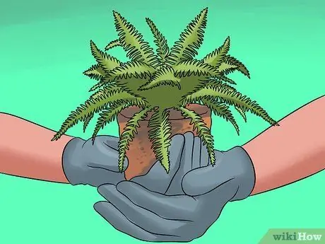 Разделите папоротники, шаг 3