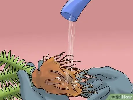 Разделить папоротники Шаг 4