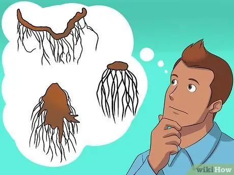 Разделить папоротники Шаг 5