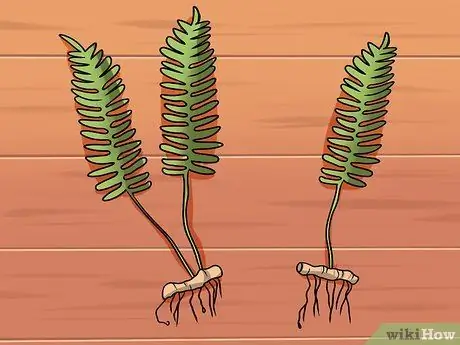 Разделить папоротники Шаг 6