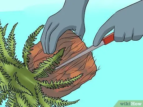 Разделить папоротники Шаг 7