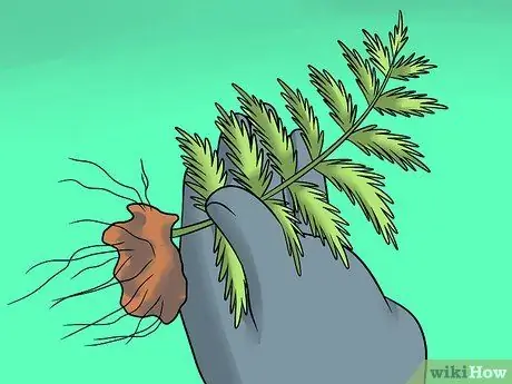 Разделить папоротники Шаг 8