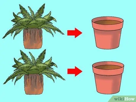 Разделить папоротники Шаг 9