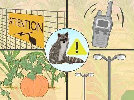 Выращивание попкорна Шаг 10