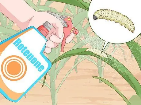 Выращивание попкорна Шаг 11