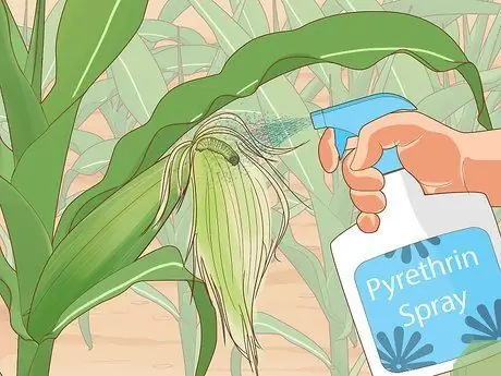 Выращивание попкорна Шаг 12