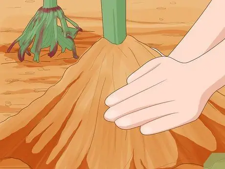 Вырастить попкорн Шаг 13