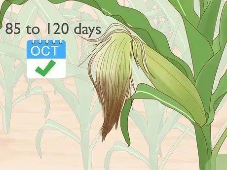 Выращивание попкорна Шаг 14