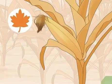 Вырастить попкорн Шаг 15