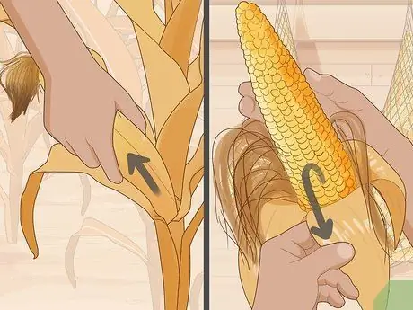 Вырастить попкорн Шаг 16