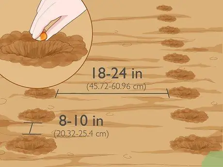Выращивание попкорна Шаг 4