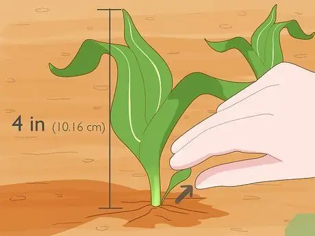 Выращивание попкорна Шаг 5