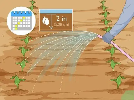 Выращивание попкорна Шаг 6