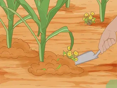 Выращивание попкорна Шаг 8