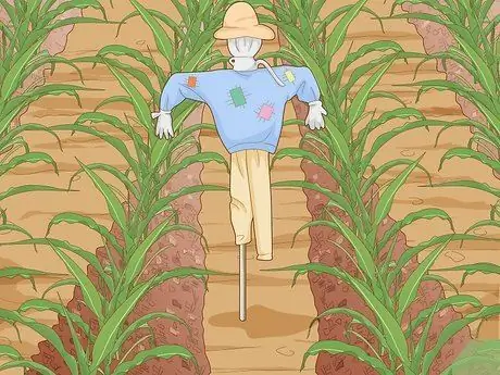 Выращивание попкорна Шаг 9