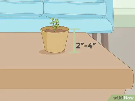 Выращивайте растения быстрее Шаг 12